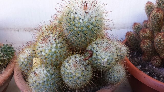 Mammillaria bombycina 