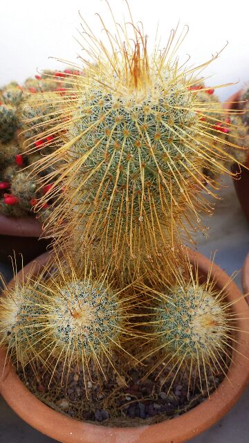 Mammillaria magnifica 