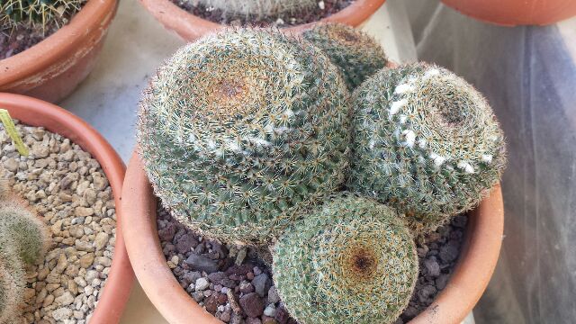 Mammillaria heyderi 