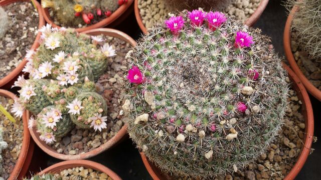 Mammillaria hahniana 