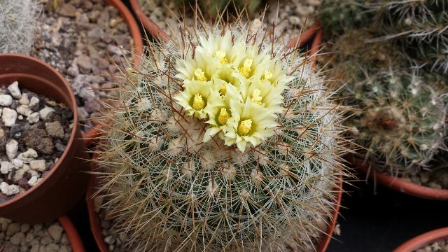 Stenocactus albatus 