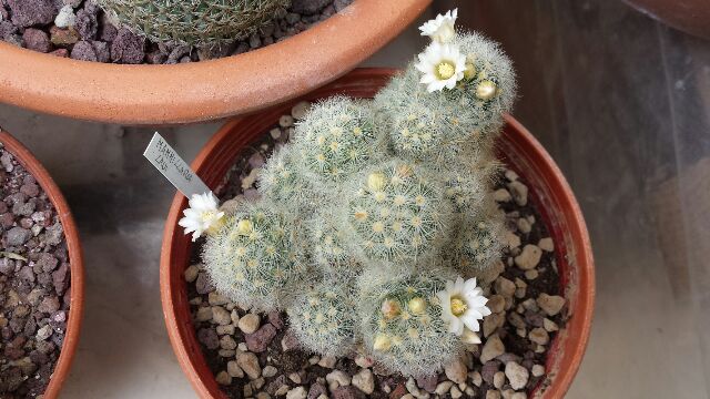 Mammillaria laui 