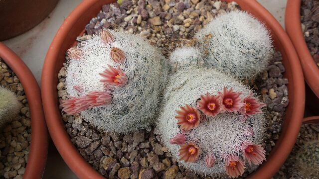 Mammillaria candida 