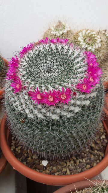 Mammillaria hahniana ssp. woodsii 