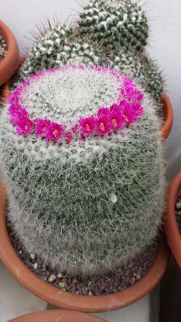 Mammillaria hahniana 