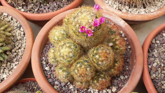 Mammillaria carmenae 