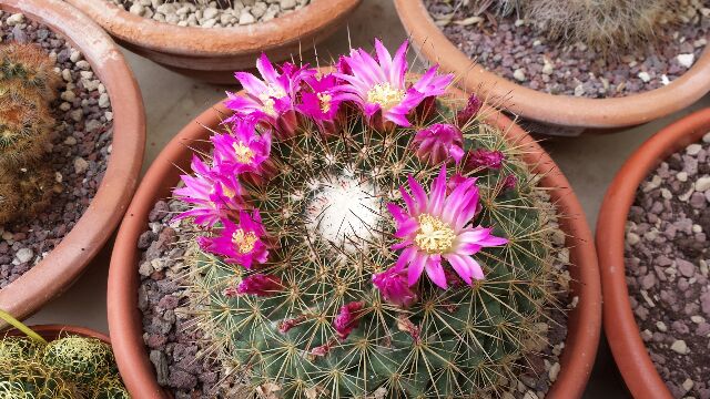 Mammillaria cv. ginsa-maru 