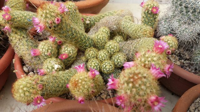 Mammillaria elongata 