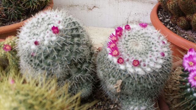 Mammillaria albata 