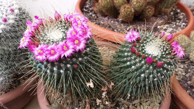 Mammillaria spinosissima cv. un pico 