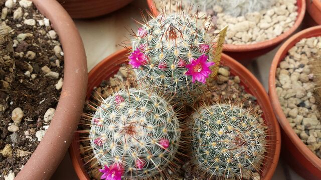 Mammillaria elegans 