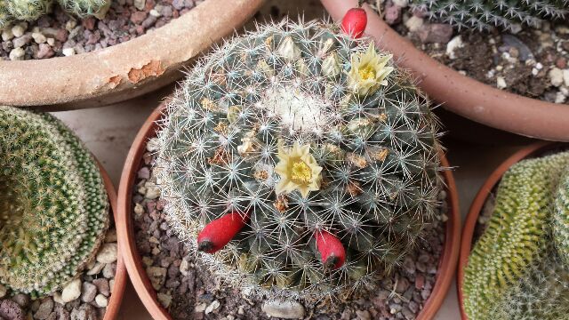 Mammillaria heyderi 