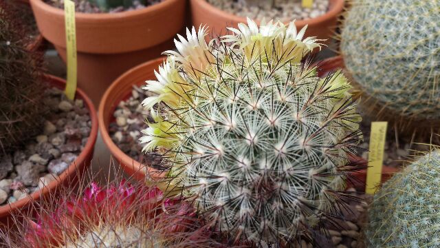 Mammillaria microhelia 