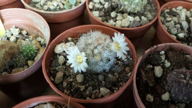 Mammillaria carmenae 