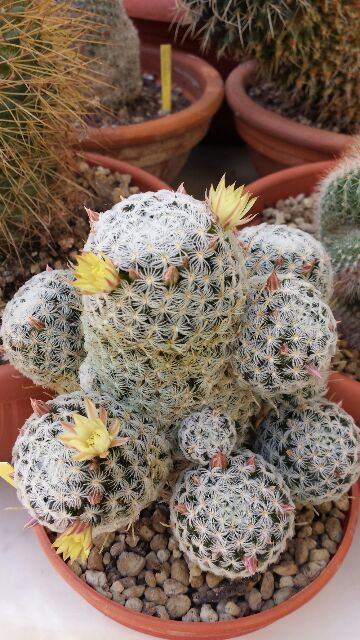 Mammillaria nana ssp. duwei 