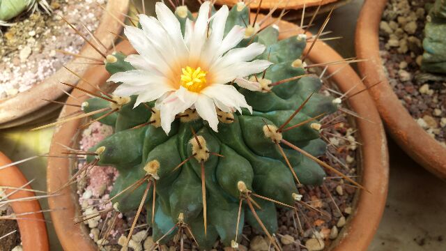 Thelocactus rinconensis 