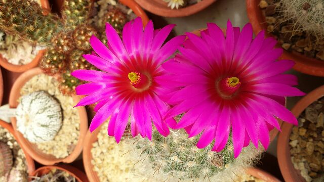 Mammillaria guelzowiana 