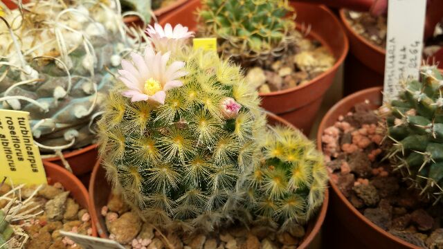 Mammillaria carmenae 