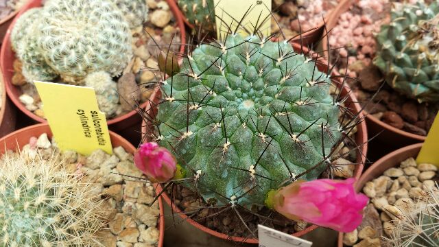 Sulcorebutia totorensis 