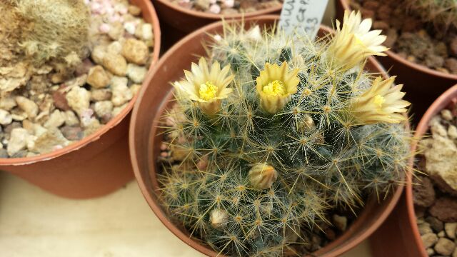 Mammillaria multiceps GB 33