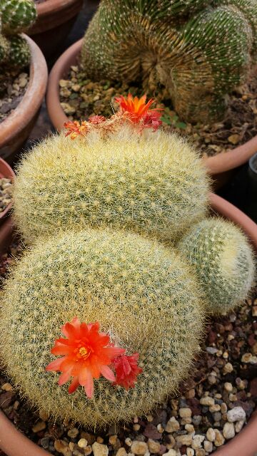 Parodia haselbergii 