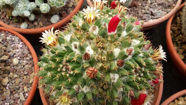 Mammillaria mystax 