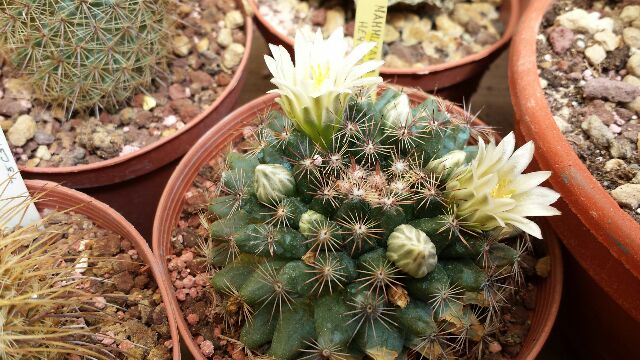 Mammillaria heyderi 