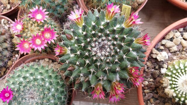 Mammillaria polyedra 