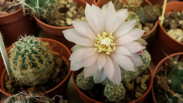 Gymnocalycium bruchii 