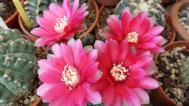 Gymnocalycium baldianum 