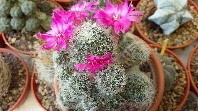 sulcorebutia hertusii