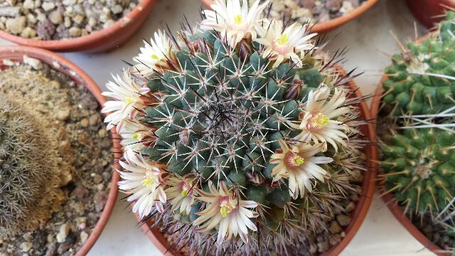 Mammillaria wagneriana 