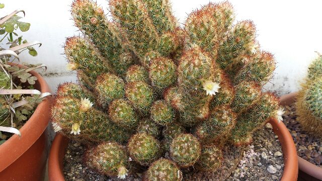 Mammillaria elongata v. rufocrocea 