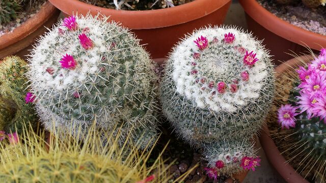 Mammillaria albata 