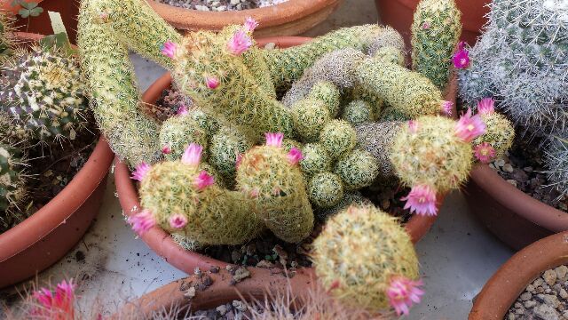 Mammillaria elongata 