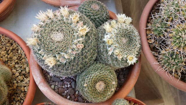 Mammillaria heyderi 