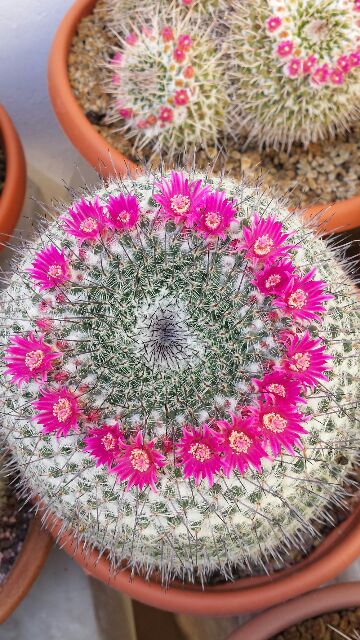 Mammillaria hahniana 