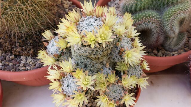 Mammillaria nana ssp. duwei 