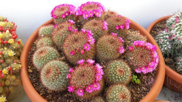 Mammillaria spinosissima 