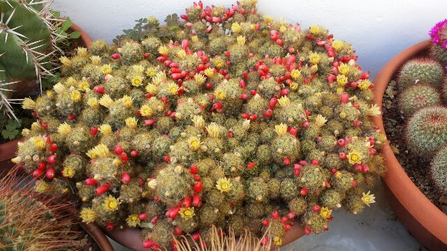 Mammillaria prolifera 