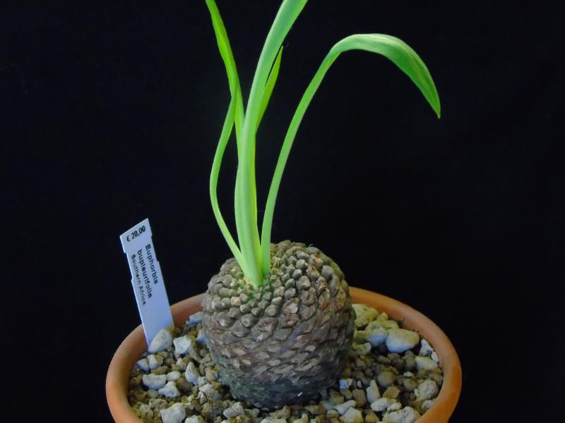 Euphorbia bupleurifolia 