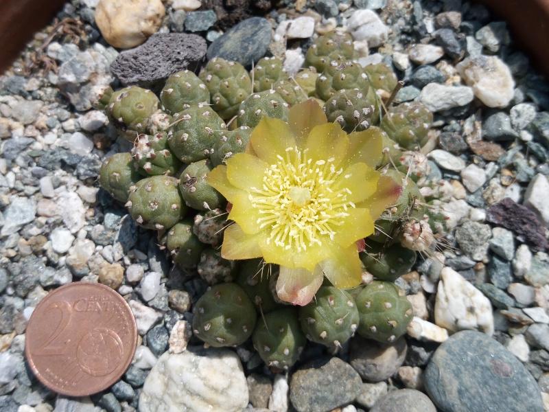 cumulopuntia rossiana v. fuauxiana