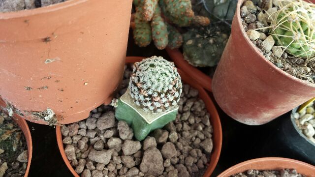 Mammillaria sanchez-mejoradae 