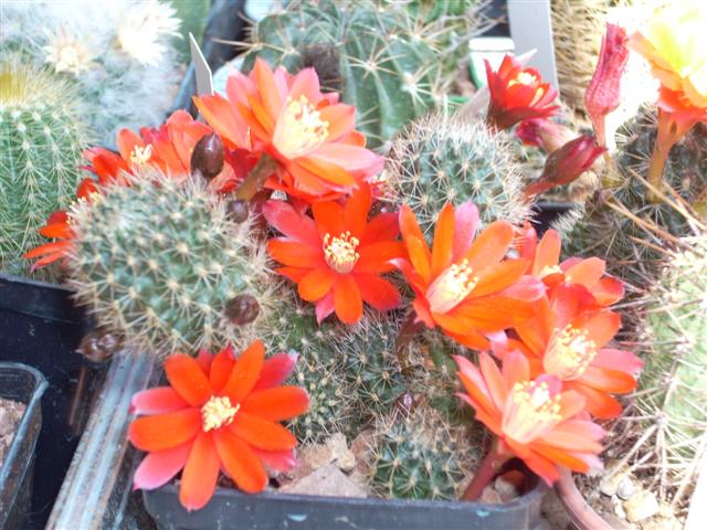 Rebutia pseudominuscula 