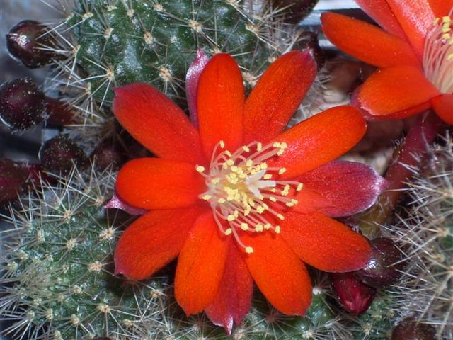 Rebutia pseudominuscula 