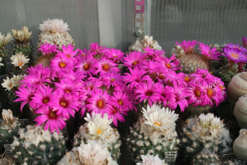 Mammillaria guelzowiana v. robustior RS 761