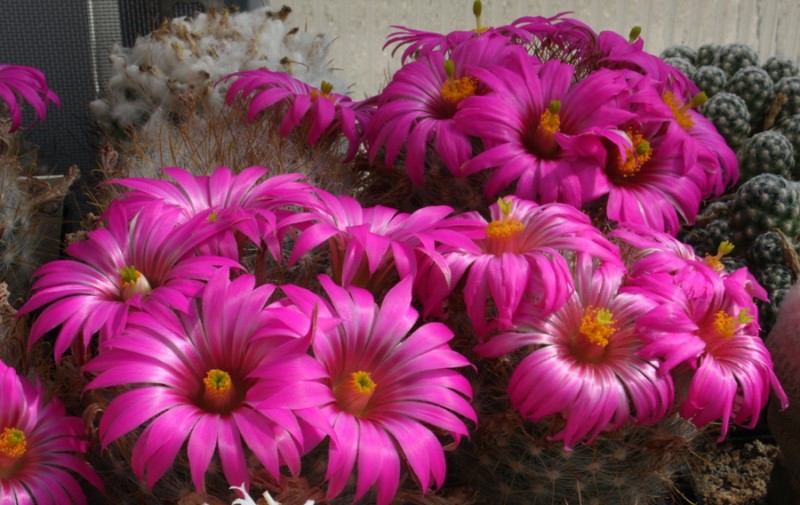 Mammillaria guelzowiana v. robustior RS 761