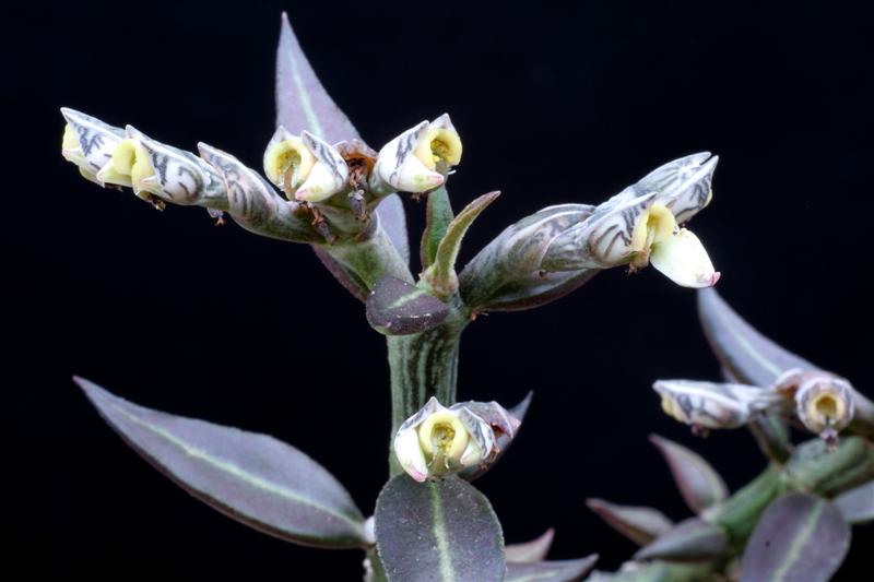 Monadenium rubellum 