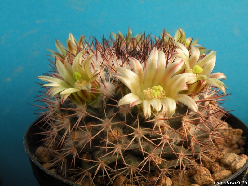 Mammillaria bocensis v. rubida REP 744