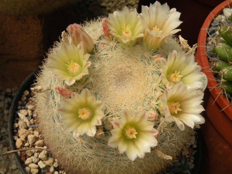 Mammillaria candida ssp. ortizrubiona 